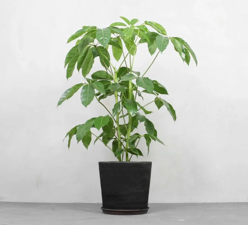 Schefflera Amate. Foto: Greenify