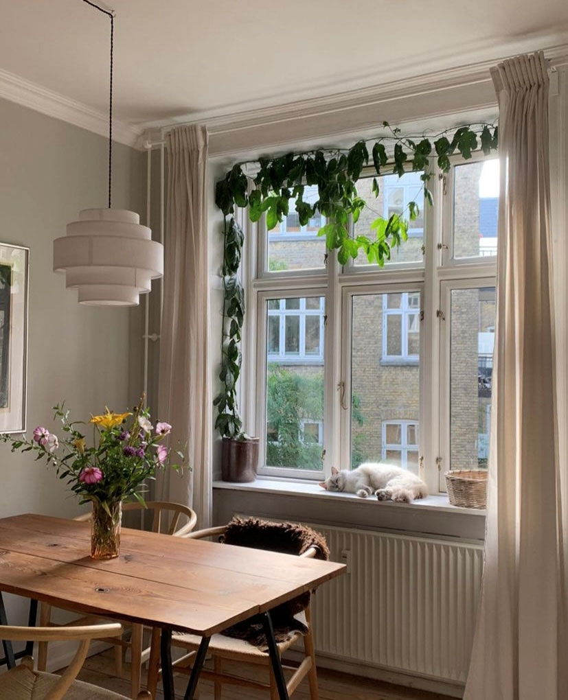 Spisestuens passionsfrugtplante får mange likes på Instagram.