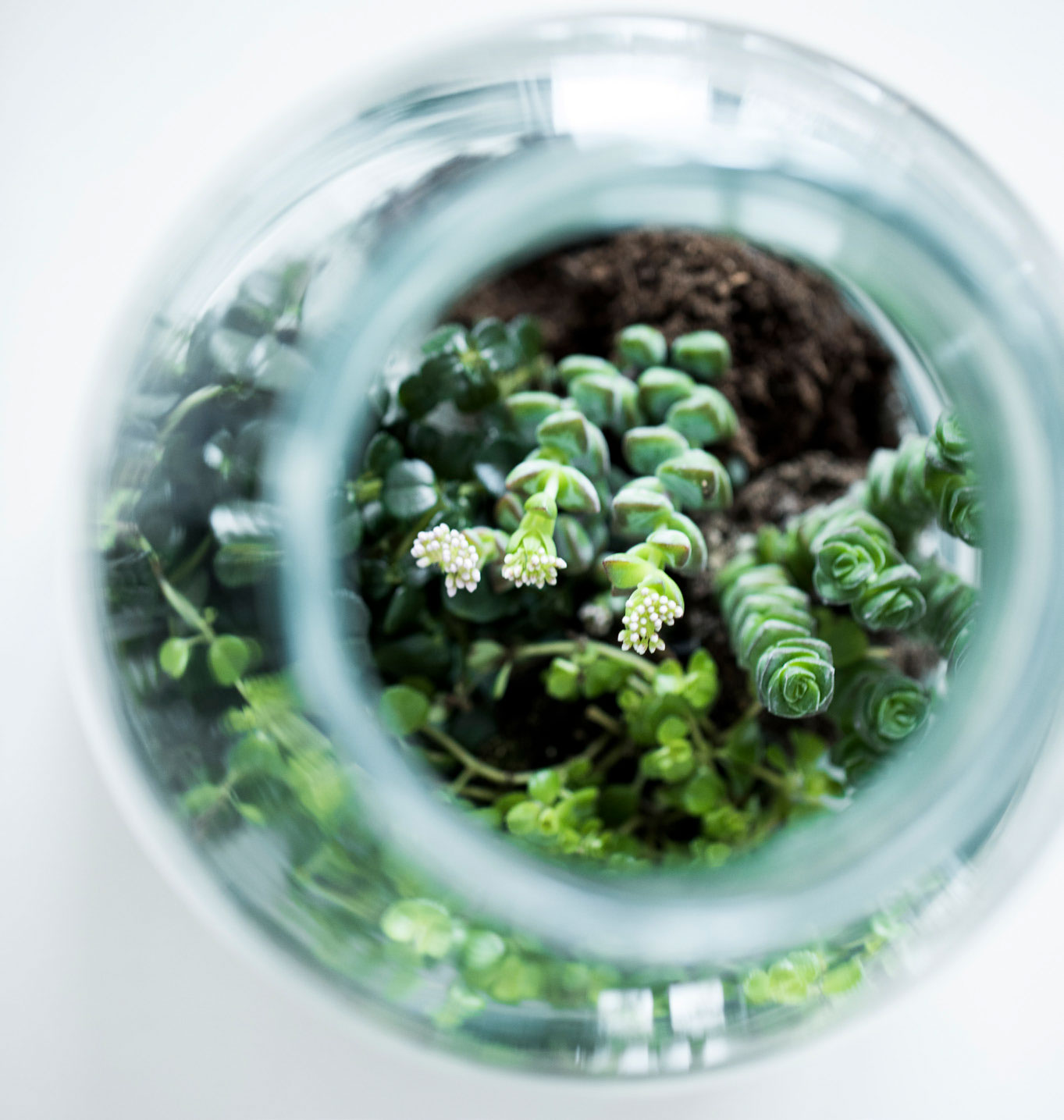 Det ser hyggeligt ud, når du sætter små sukkulente planter i en klar glaskrukke. Tag planterne ud af potterne, og arrangerer dem i glasset. Du kan for eksempel bruge kinesiske penge og stuetrøst. Dæk jorden med lidt mos.