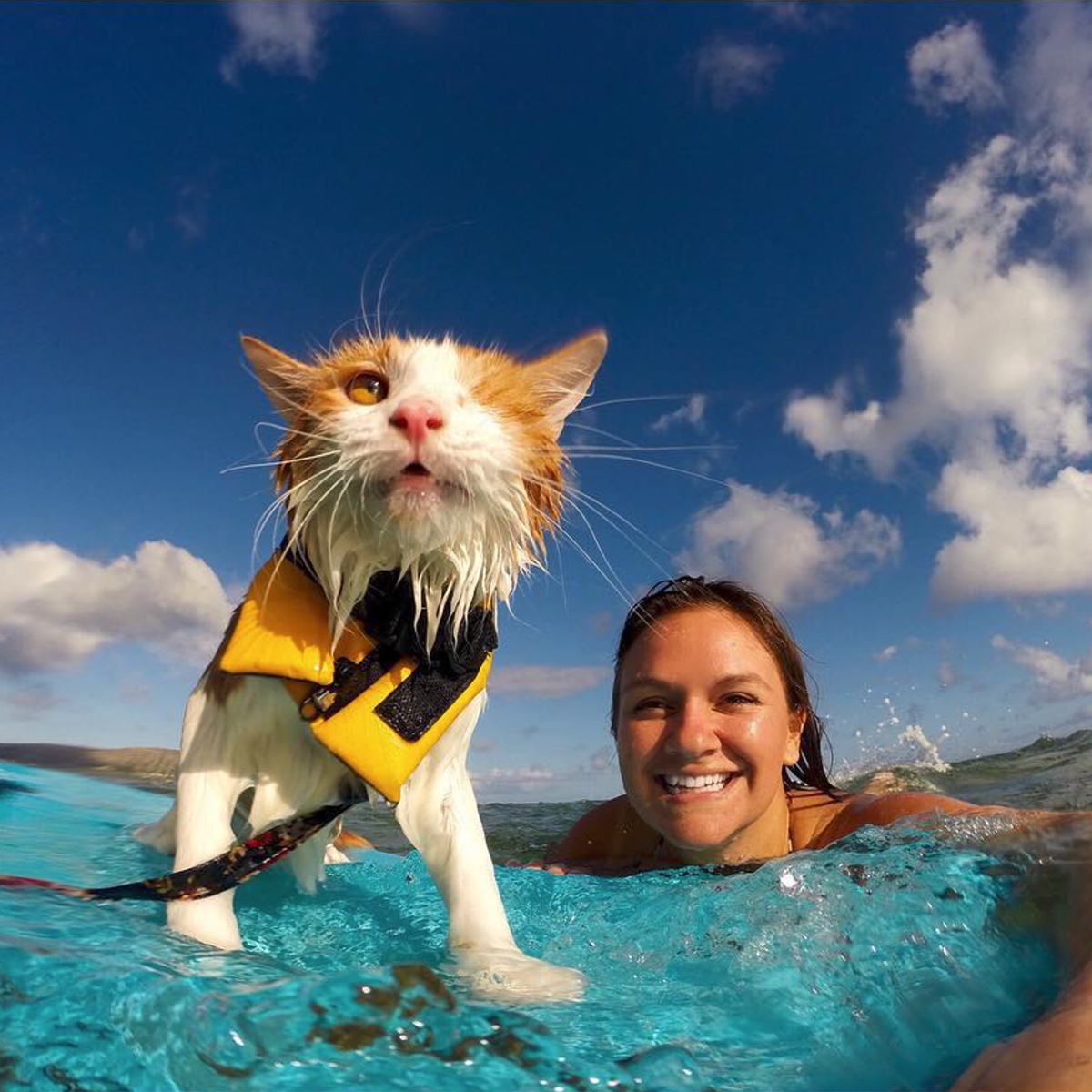 Kulithesurfingcat.jpg