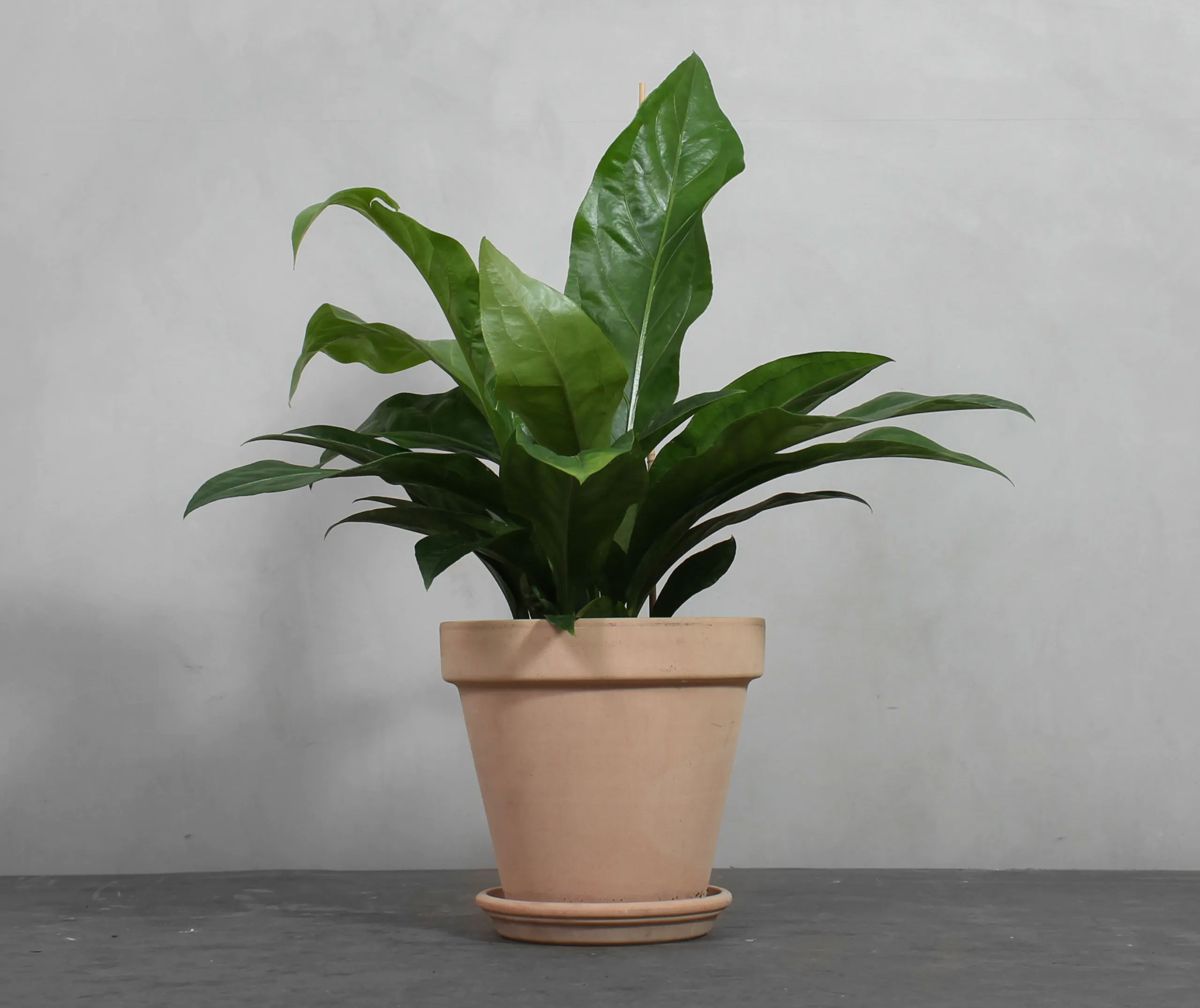 Anthurium Jungle king. Foto: Greenify