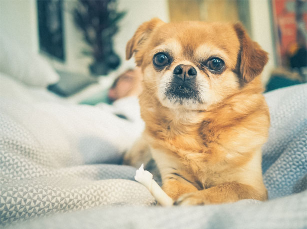 Camille og Jens' hund Yoda.