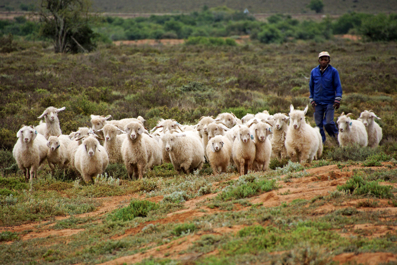 Mohair er en central del af industrien i Sydafrikas Karooregion, og gederne trives bedre her end i Danmark, hvor Annette på et tidspunkt havde 200 styk.