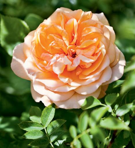 Den orange rose Alchymist er blot en blandt 60 sorter i den gamle have.