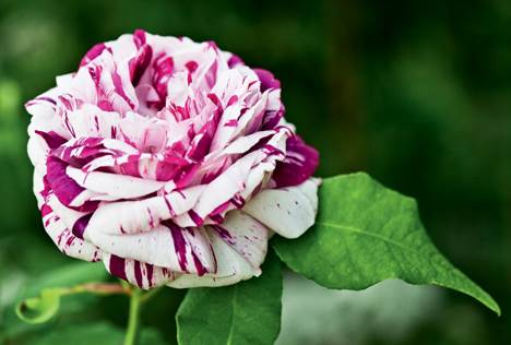 Den marmorerede rose hedder Ferdinand Pichard.