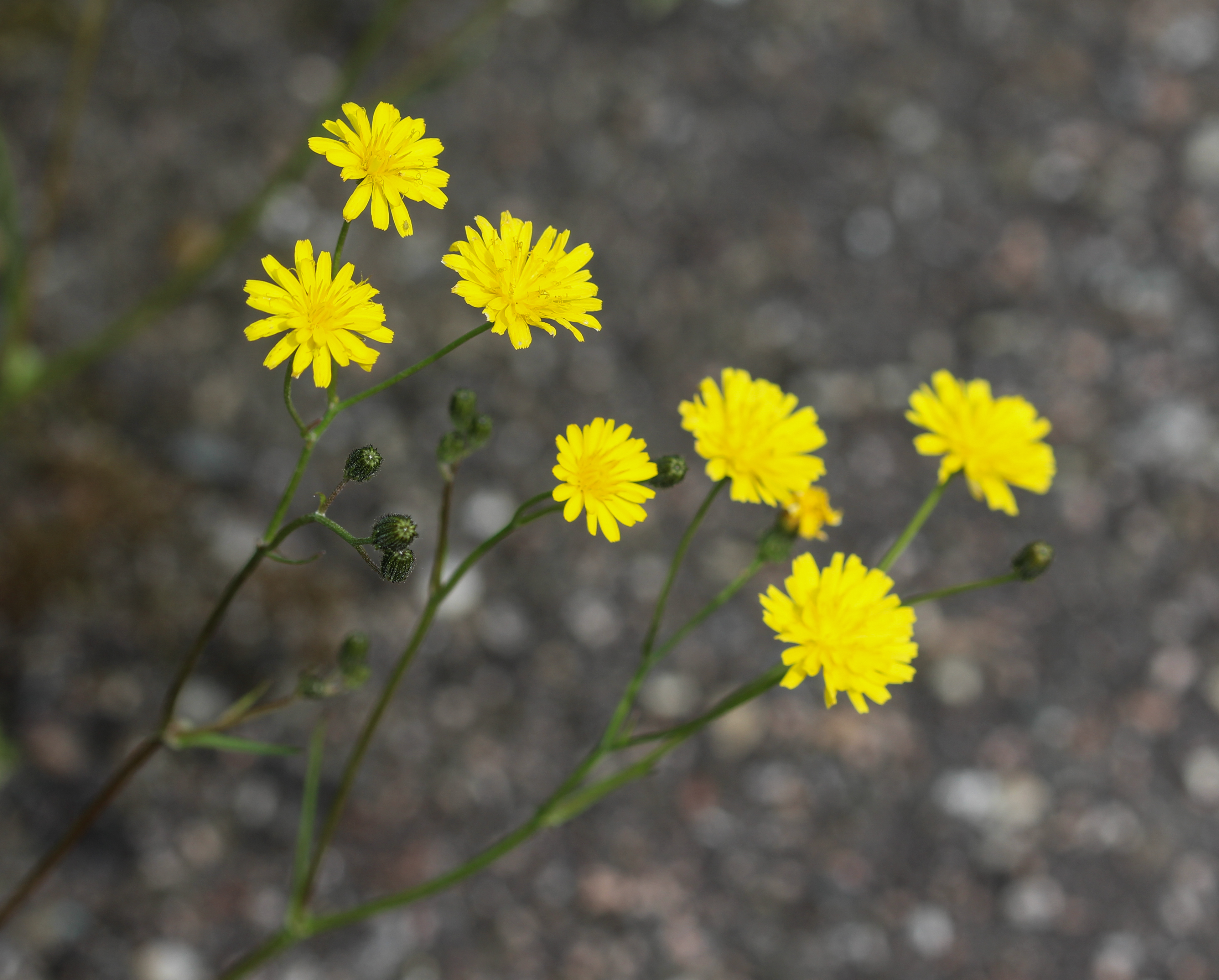 Høgskæg vilde blomster