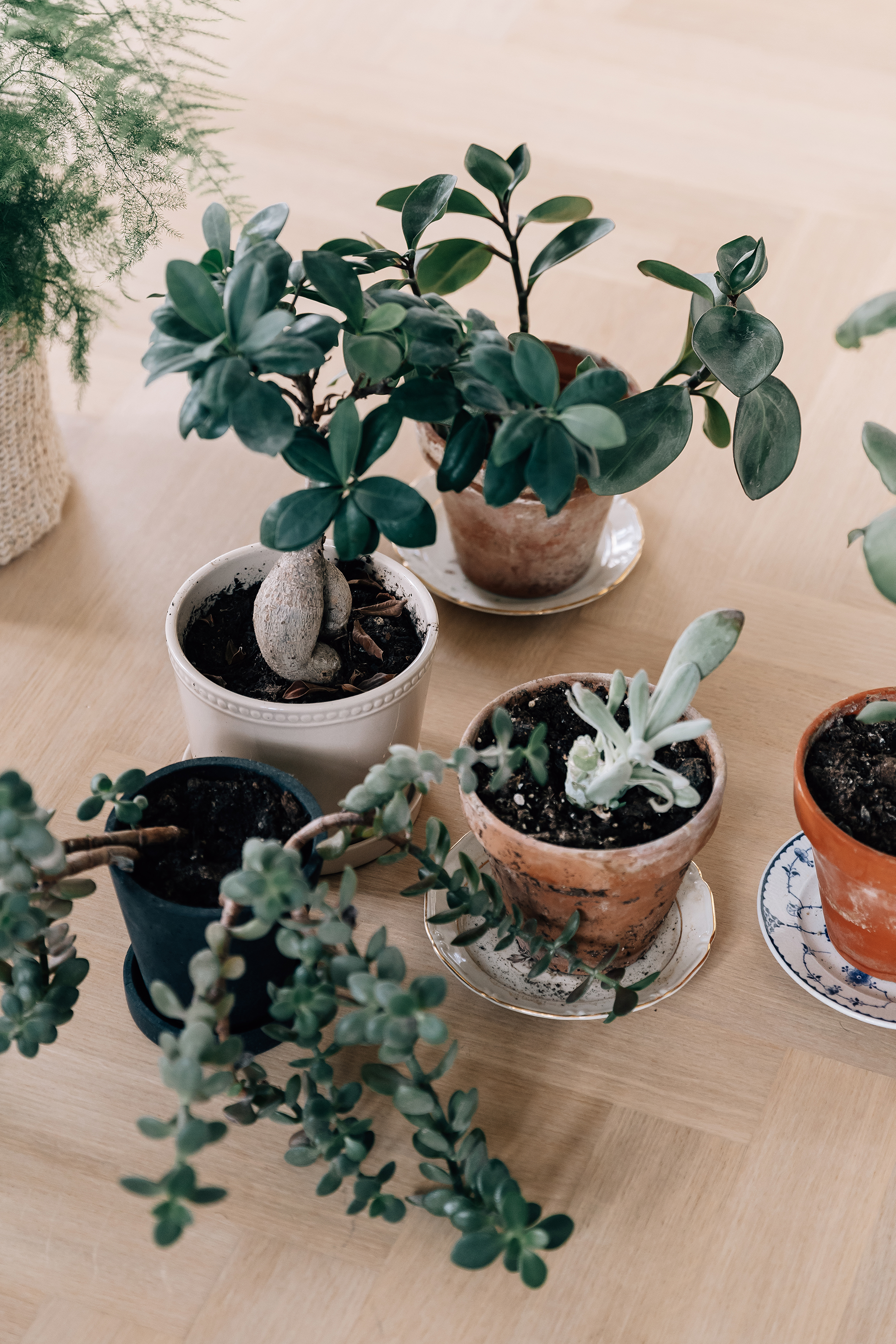 planter.jpg