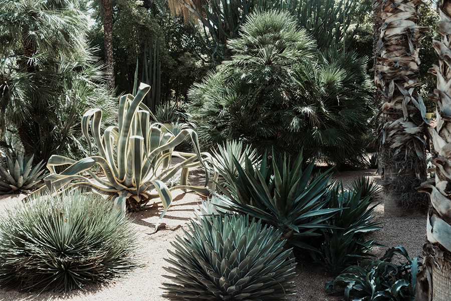 Jardin Majorelle