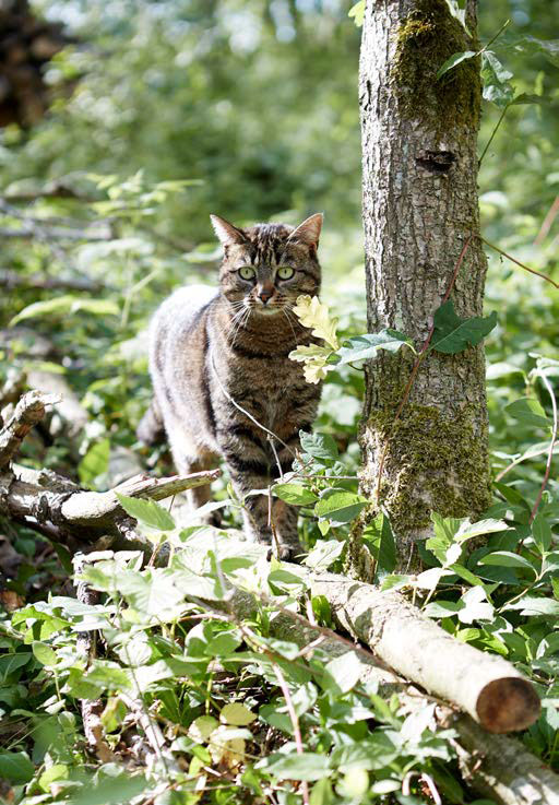 Katten Mis-mis lever et lykkeligt katteliv i de grønne omgivelser.