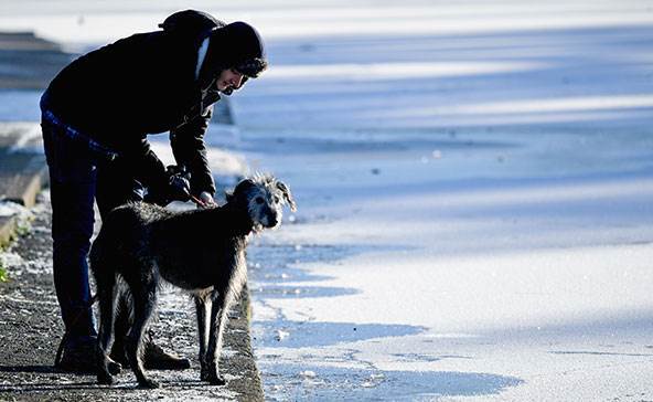 6 råd: Sådan du bedst din hund gennem nytår - ALT.dk