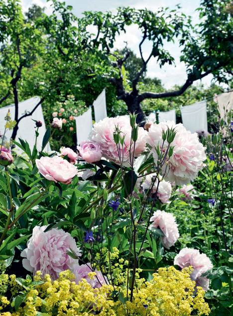 Foran vasketøjet ses staudebedet med bl.a. gul storkenæb og pæoner af typen Sarah Bernhardt.