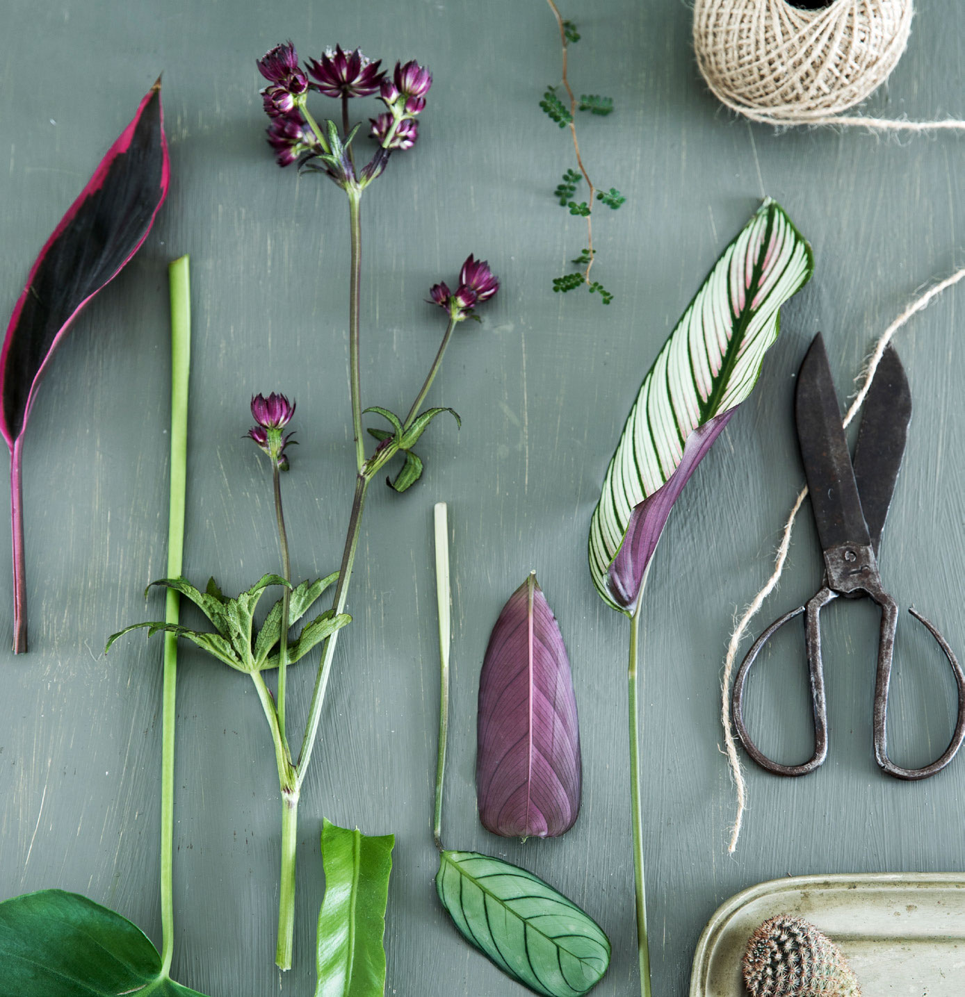 Naturens mangfoldighed er stor, og det ses tydeligt, når du samler blade, blomster og planter. Her er det kordyline, fingerfilodendron, stjerneskærm, antikrandeløv, påfugleblad, sophora, kløver og notokaktus.