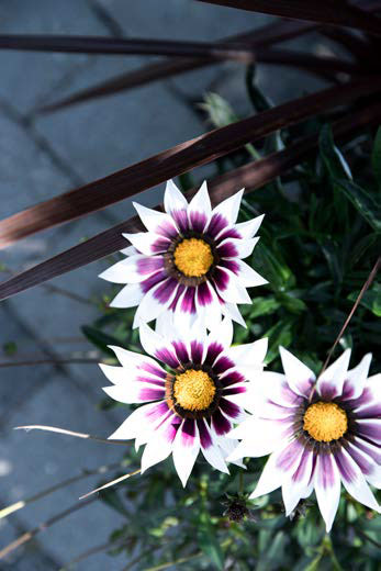 I krukken har Louises plantet en gazania, også kaldet påfugleblomst.