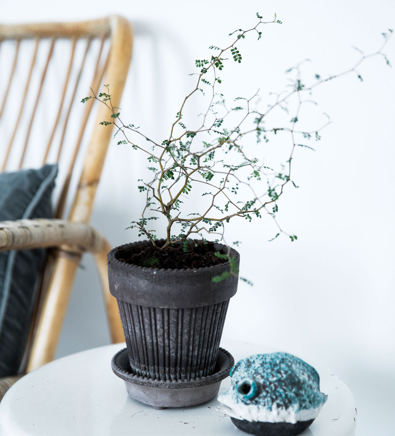 Det er dejligt med planter rundt om i boligen. Her står den skulpturelle sophora på et lille sidebord.