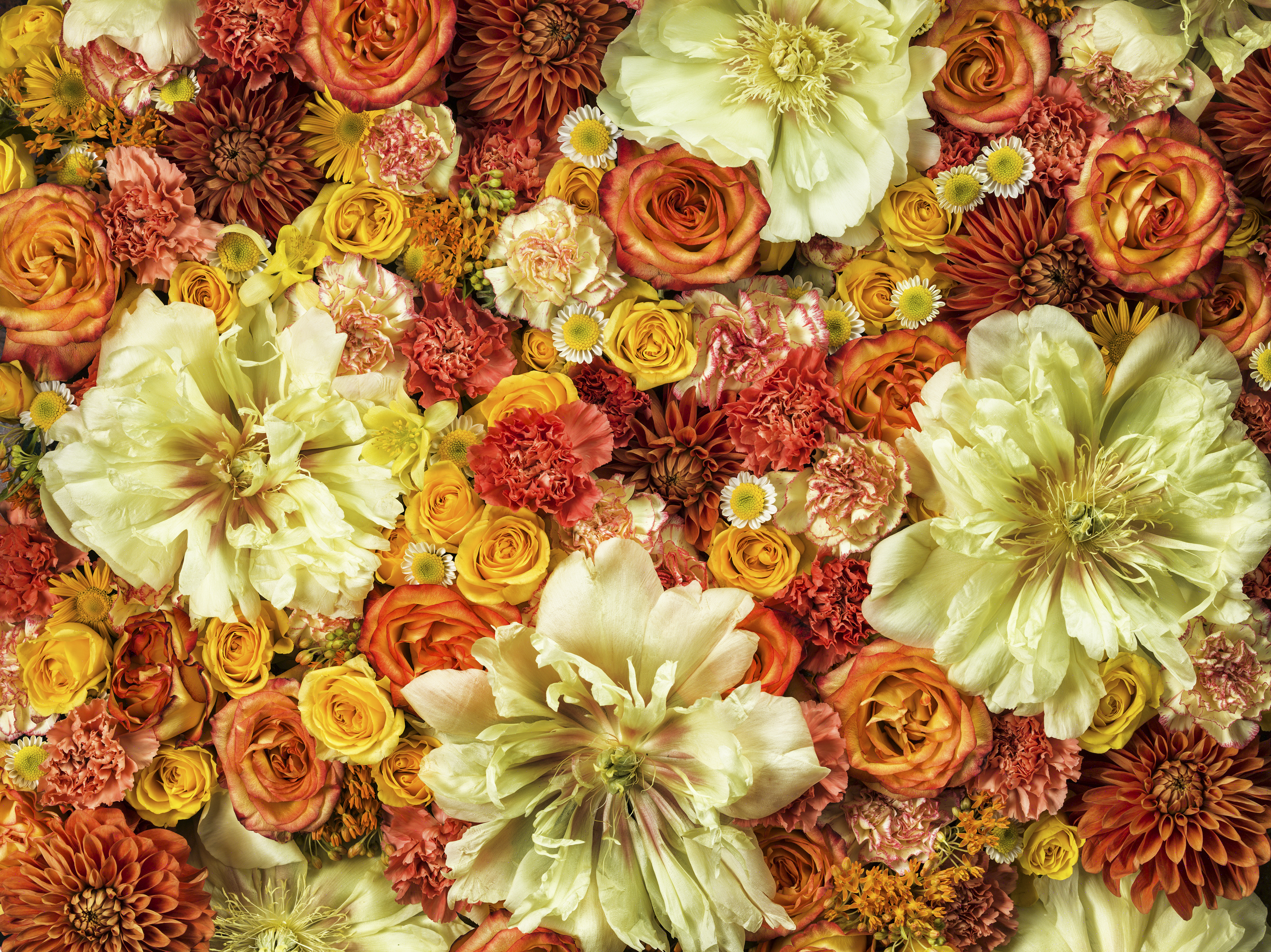 Orange blomster