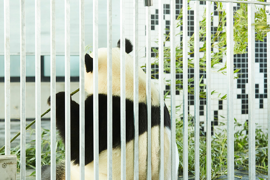 Panda i zoo