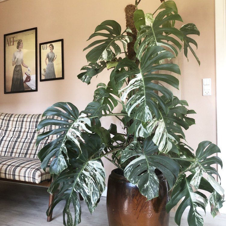 Monstera Variegata