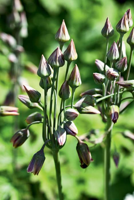 Løgplanten Allium bulgaricum er en af de mange blomster i staudebedet.
