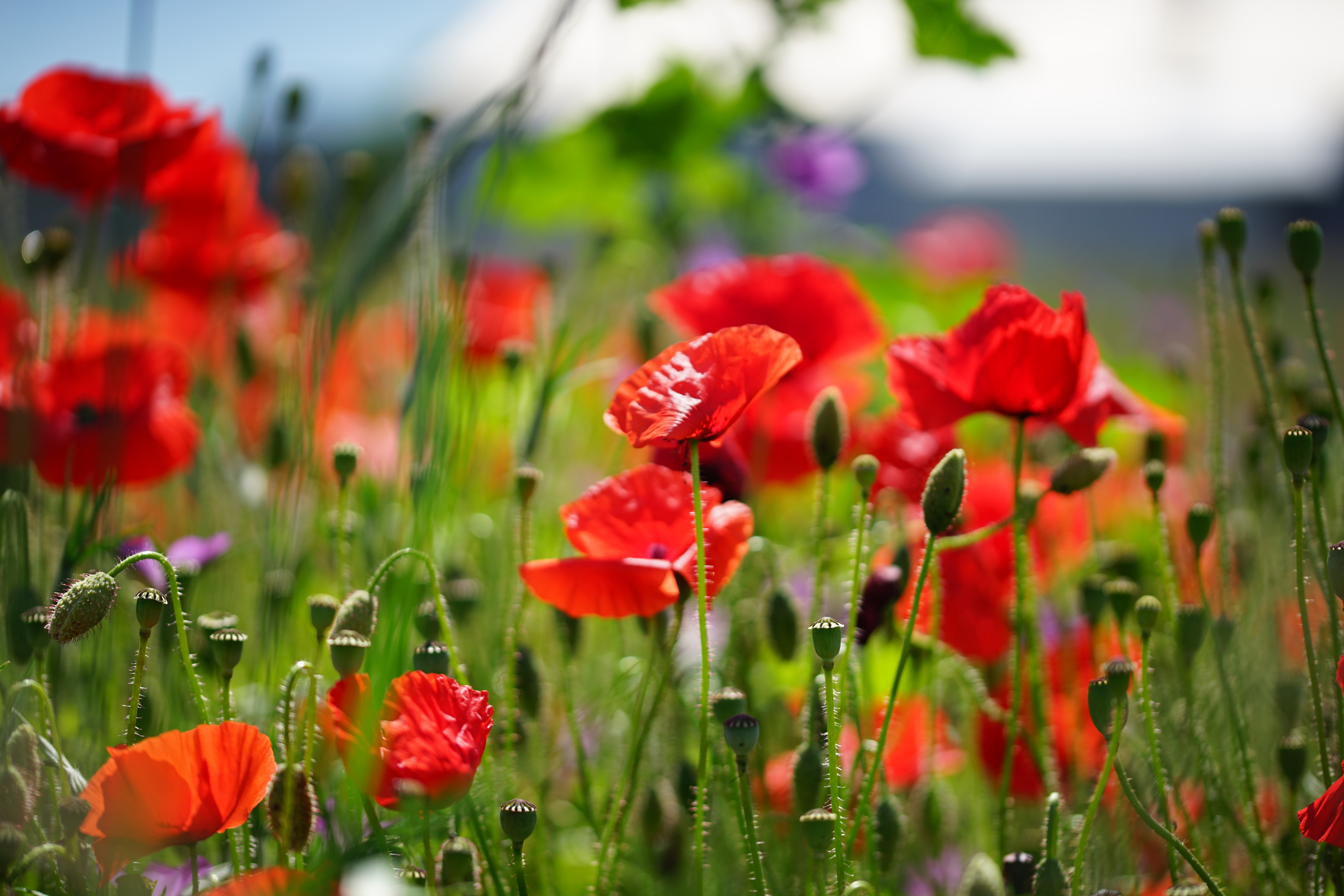 Valmuer vilde blomster