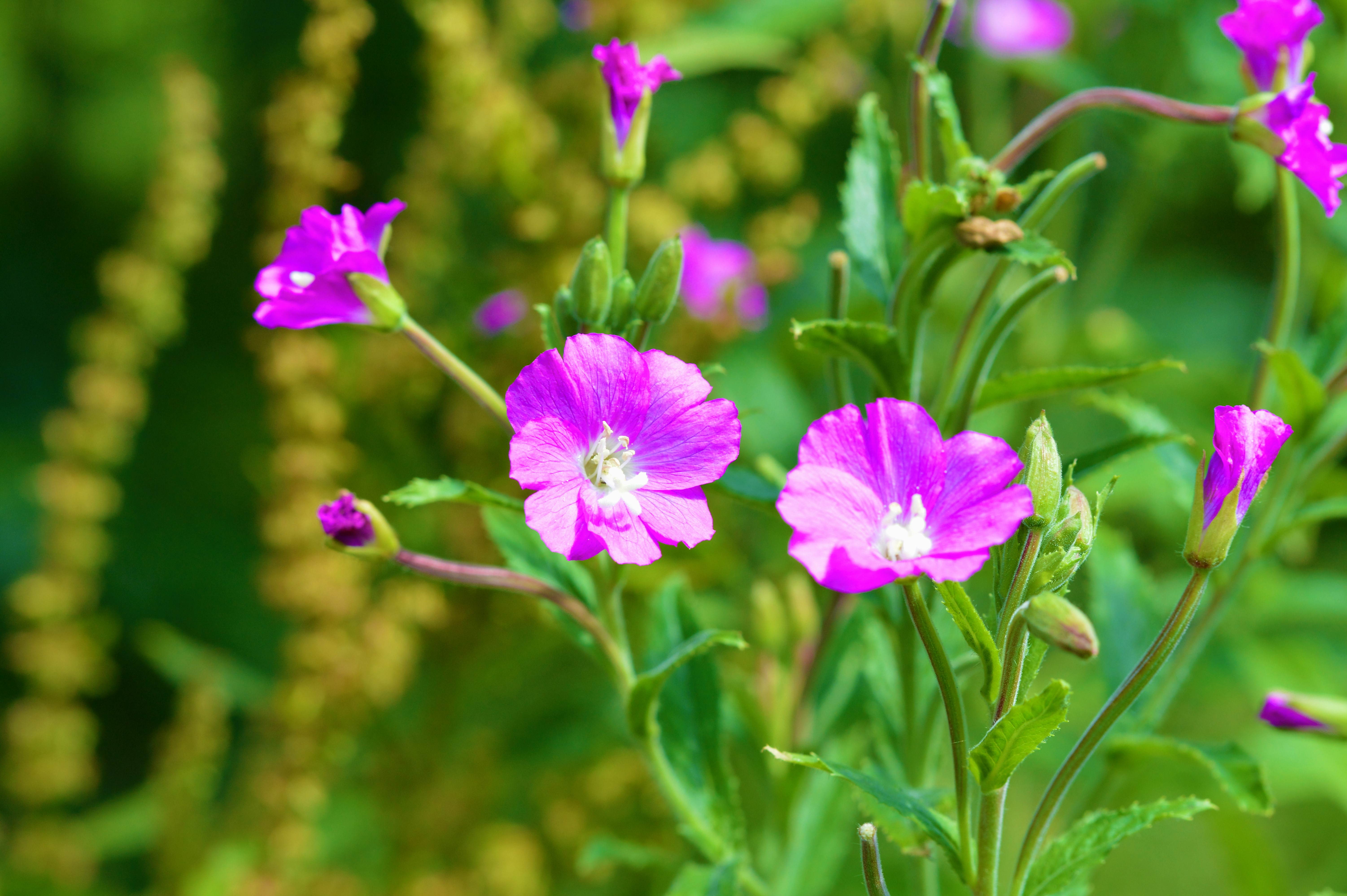 Lodden dueurt vilde blomster