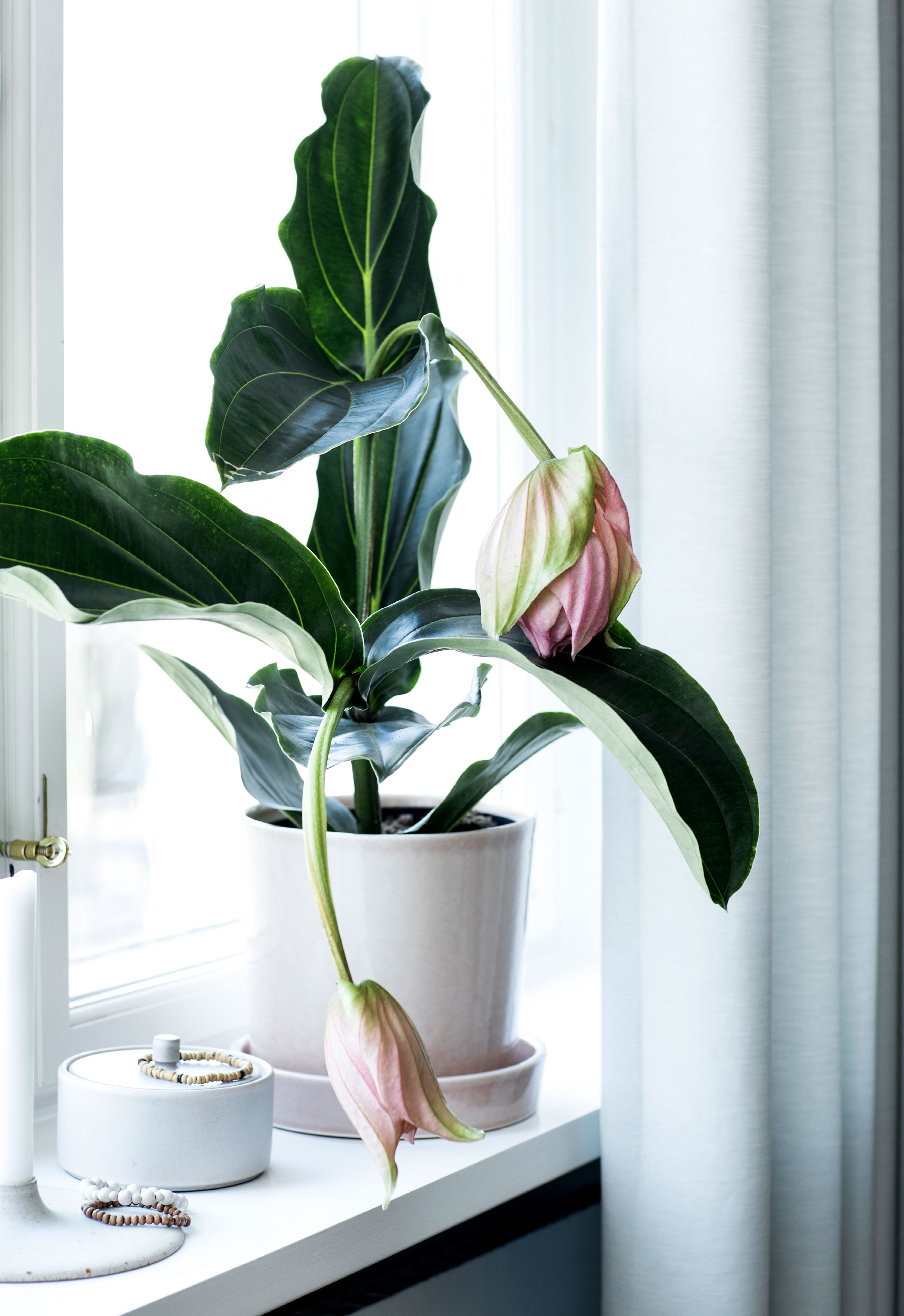 🌿 planter, vil elske at bo dit soveværelse - se dem - ALT.dk