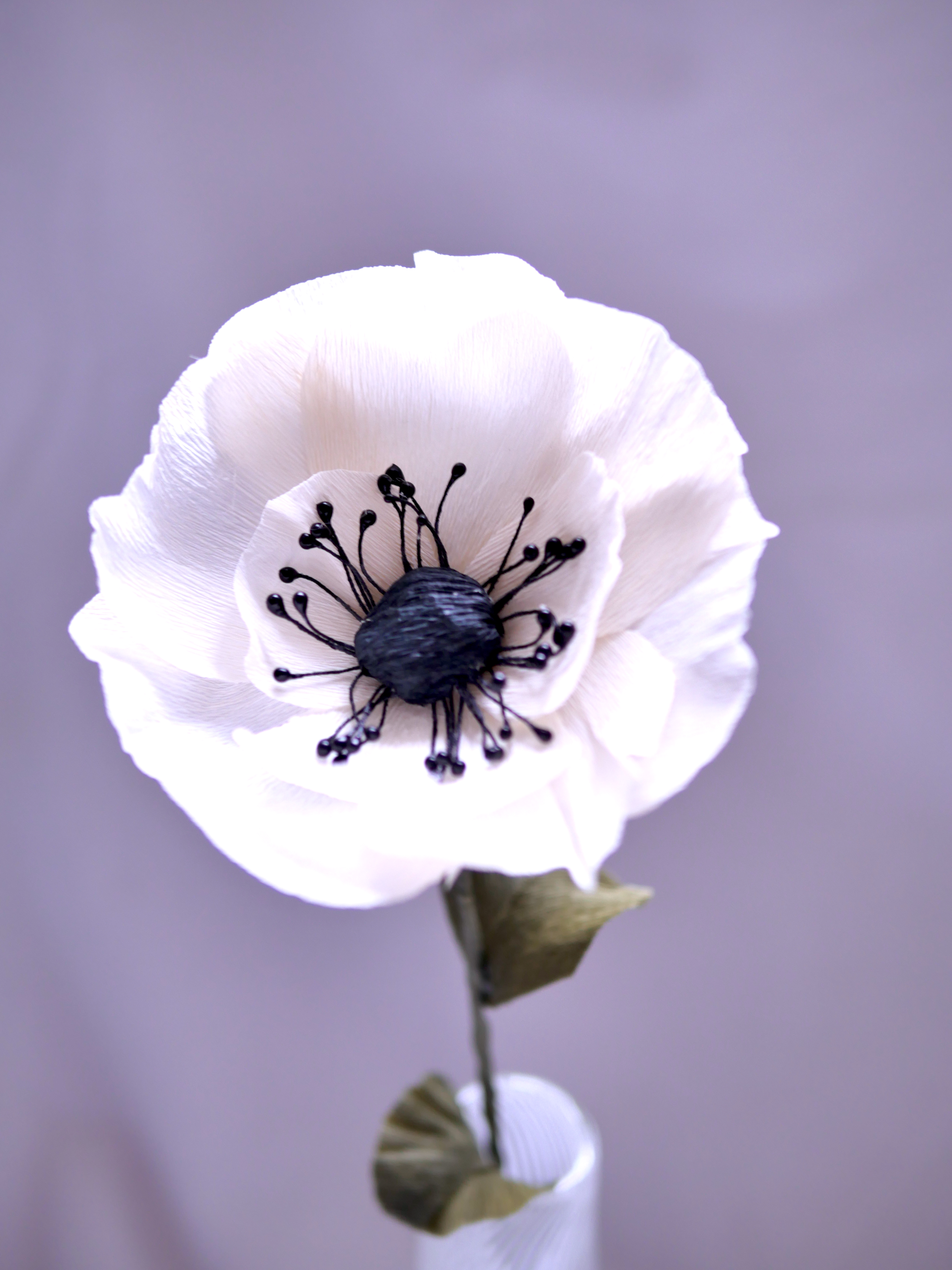 Den fineste anemone.