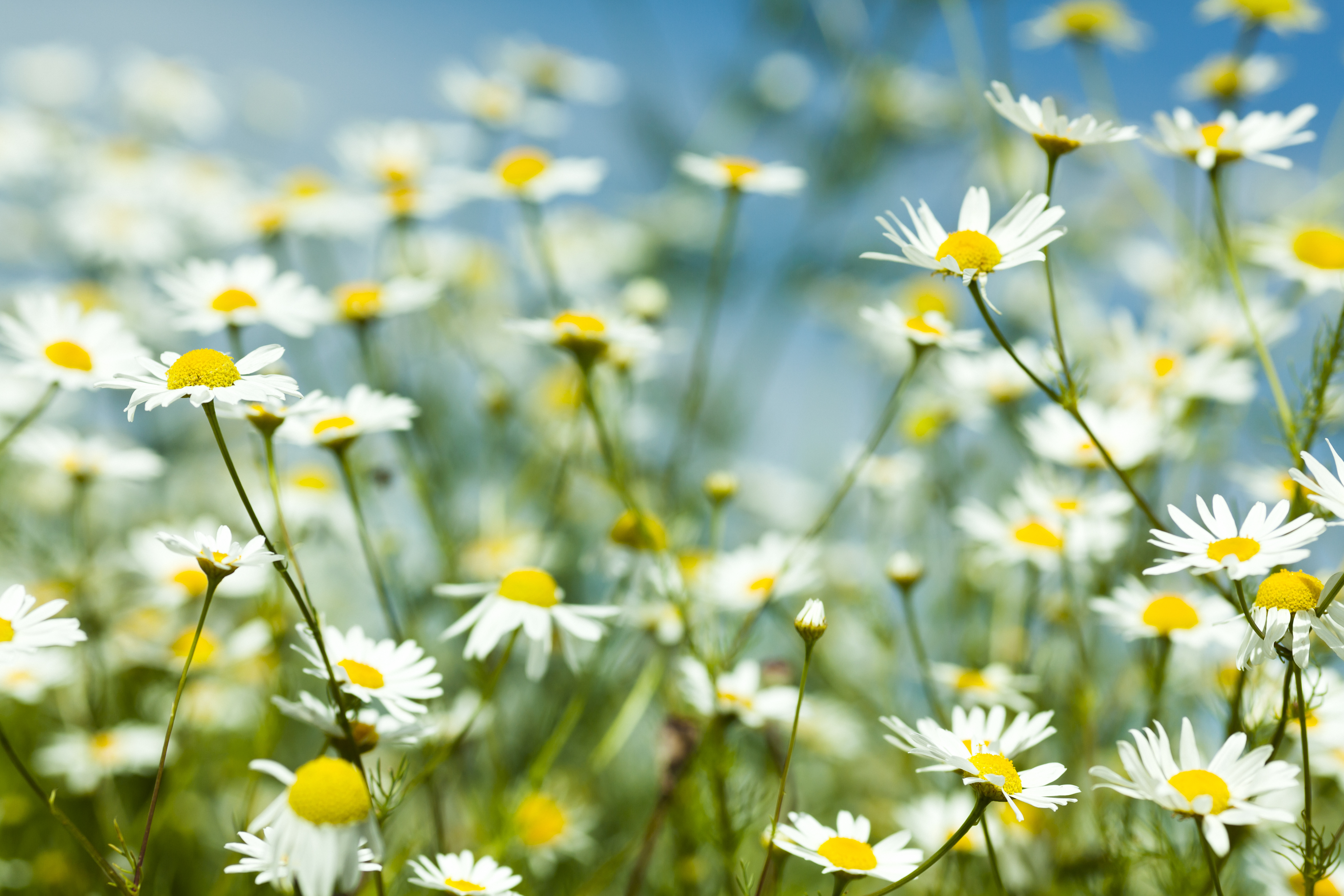 Kamille vilde blomster