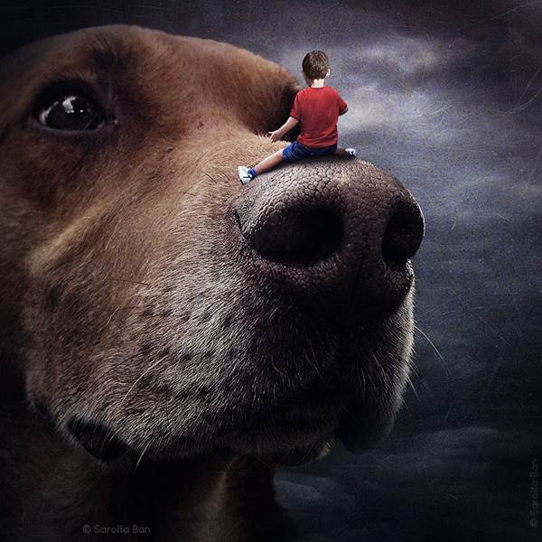 Fantastisk fotokunstner hjælper herreløse hunde med at nye hjem - Eurowoman - ALT.dk