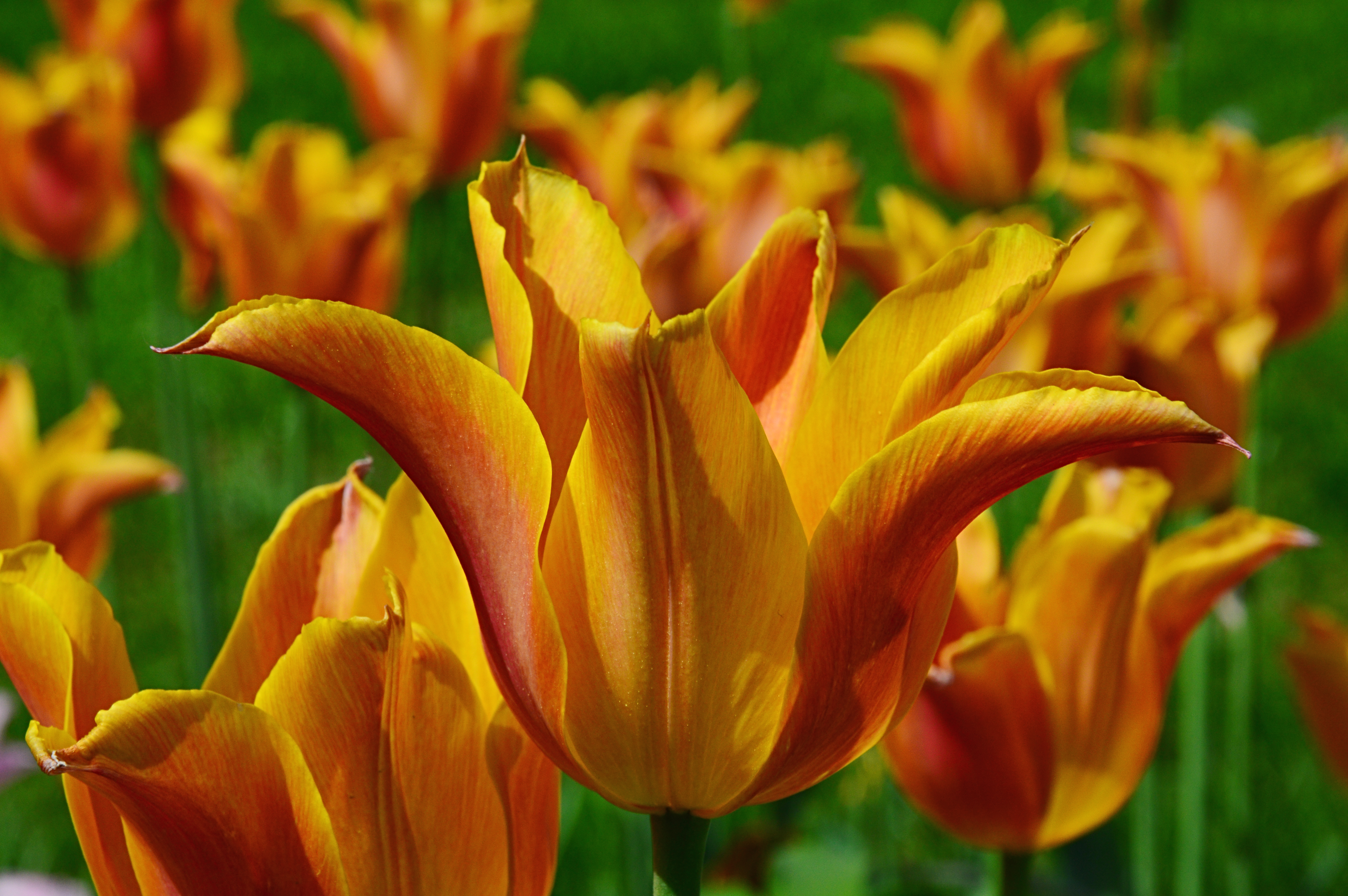 Orange emperor tulipaner