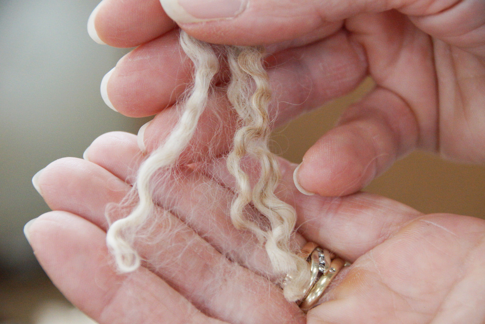 Det fine, bølgede mohair fra geden kan spindes til det blødeste garn.