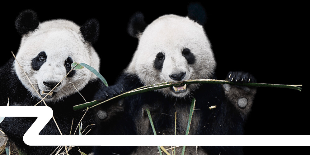 panda.jpg